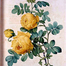 Оригинал схемы вышивки «жёлтые розы» (№298121)
