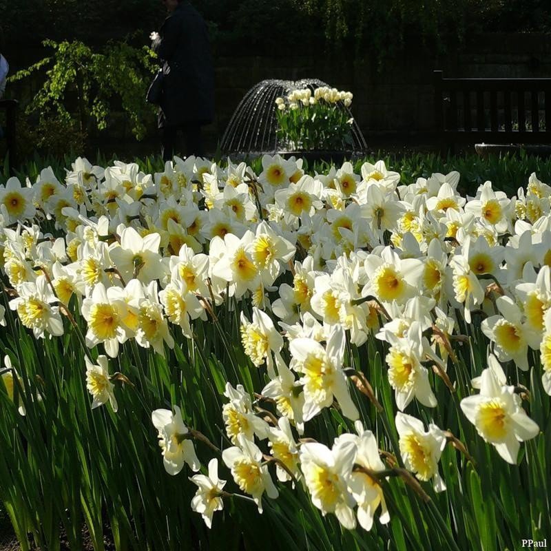 нарциссы - нарциссы - оригинал