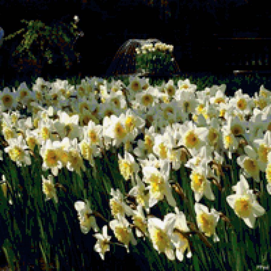 нарциссы - нарциссы - предпросмотр