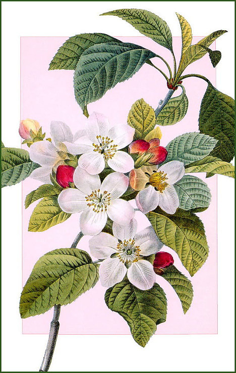 весенний цвет - природа, цветы - оригинал