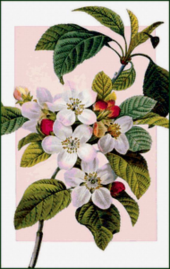 весенний цвет - цветы, природа - предпросмотр