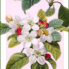 Оригинал схемы вышивки «весенний цвет» (№298129)