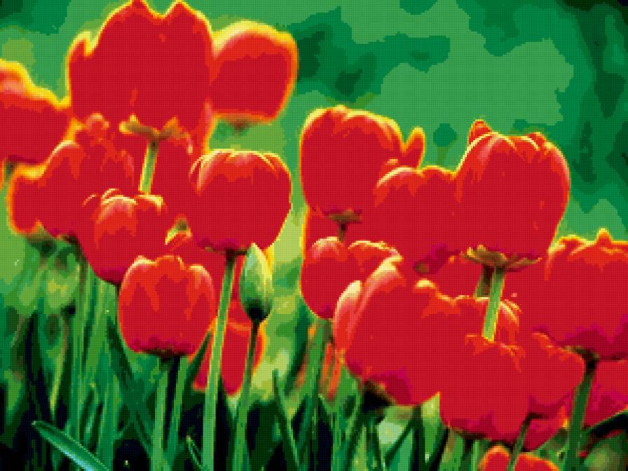 красные тюльпаны - тюльпаны, цветы - предпросмотр