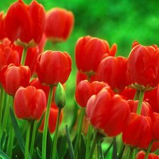 Схема вышивки «красные тюльпаны»