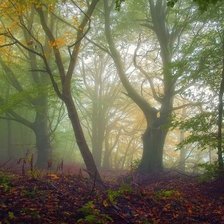 Схема вышивки «лес»