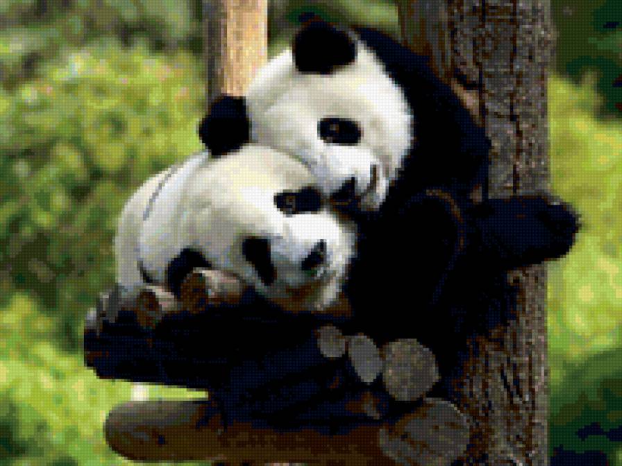 панды - панды - предпросмотр