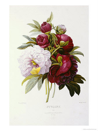 букет - пион, цветы - оригинал