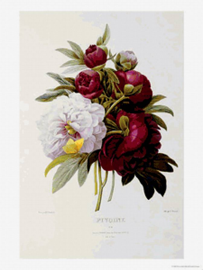 букет - пион, цветы - предпросмотр