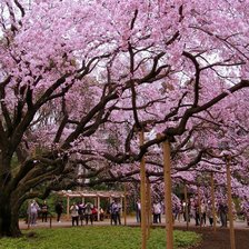 Схема вышивки «цветы»