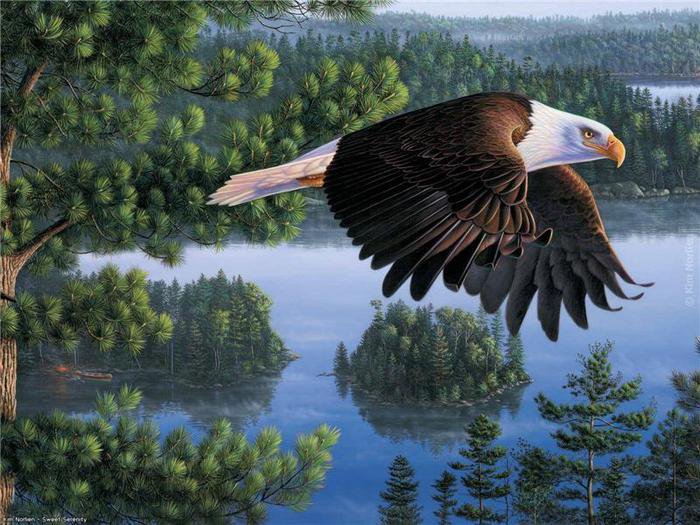 Гудзонский ястреб - св. америка, сосна, река, лес, птицы, природа - оригинал