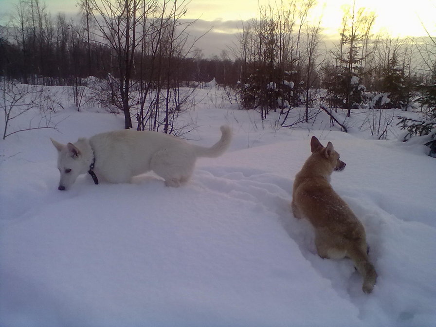 прогулка в зимнем лесу - зима, собаки - оригинал