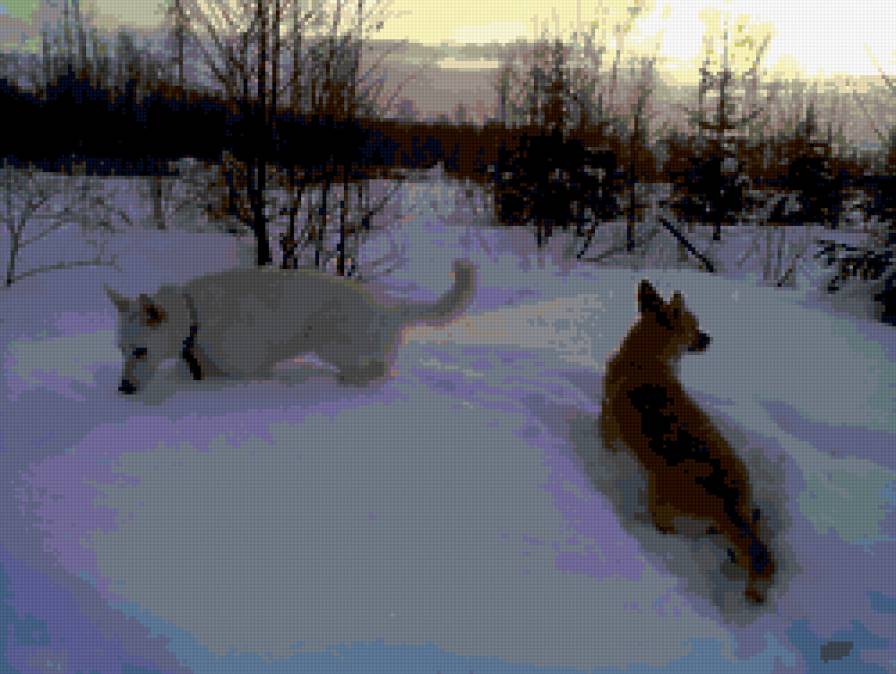 прогулка в зимнем лесу - собаки, зима - предпросмотр