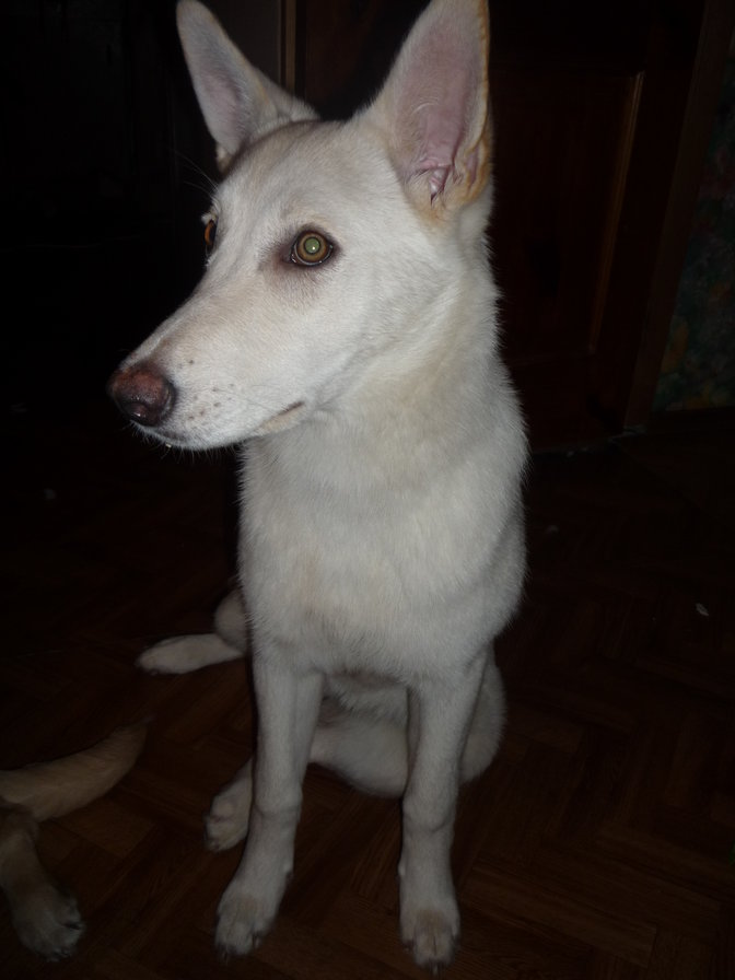 бела - домашние животные, собака - оригинал