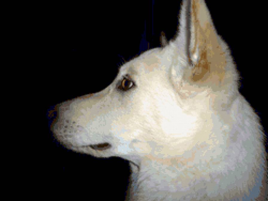 бела - собака, домашние животные - предпросмотр