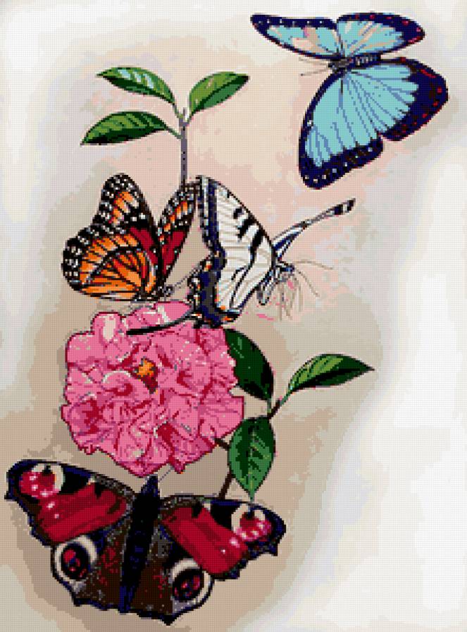 бабочка цветы - бабочка цветы - предпросмотр