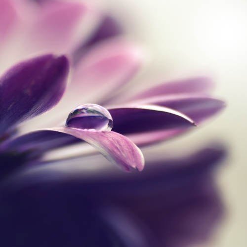 Гербера, Цветы, природа, красота - оригинал