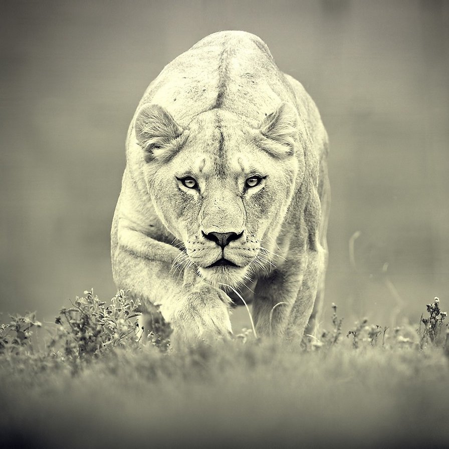 На охоте - дикие кошки, африка, лев - оригинал