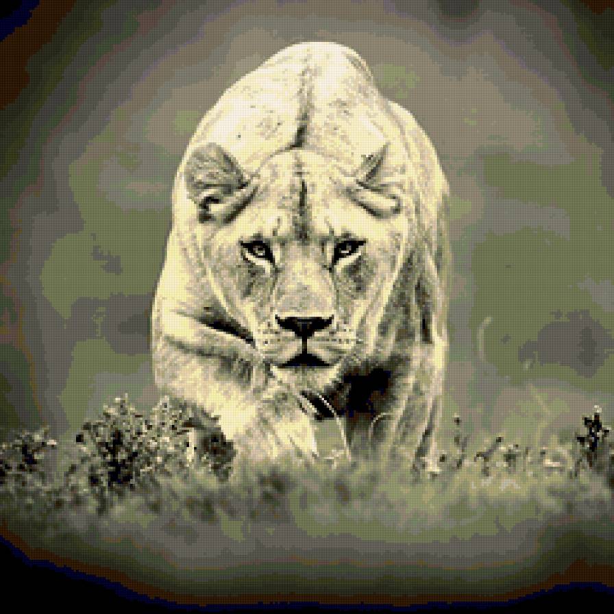 На охоте - дикие кошки, лев, африка - предпросмотр