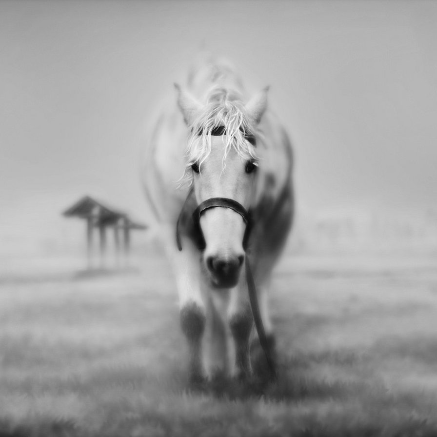 Белая лошадка - лошадь - оригинал
