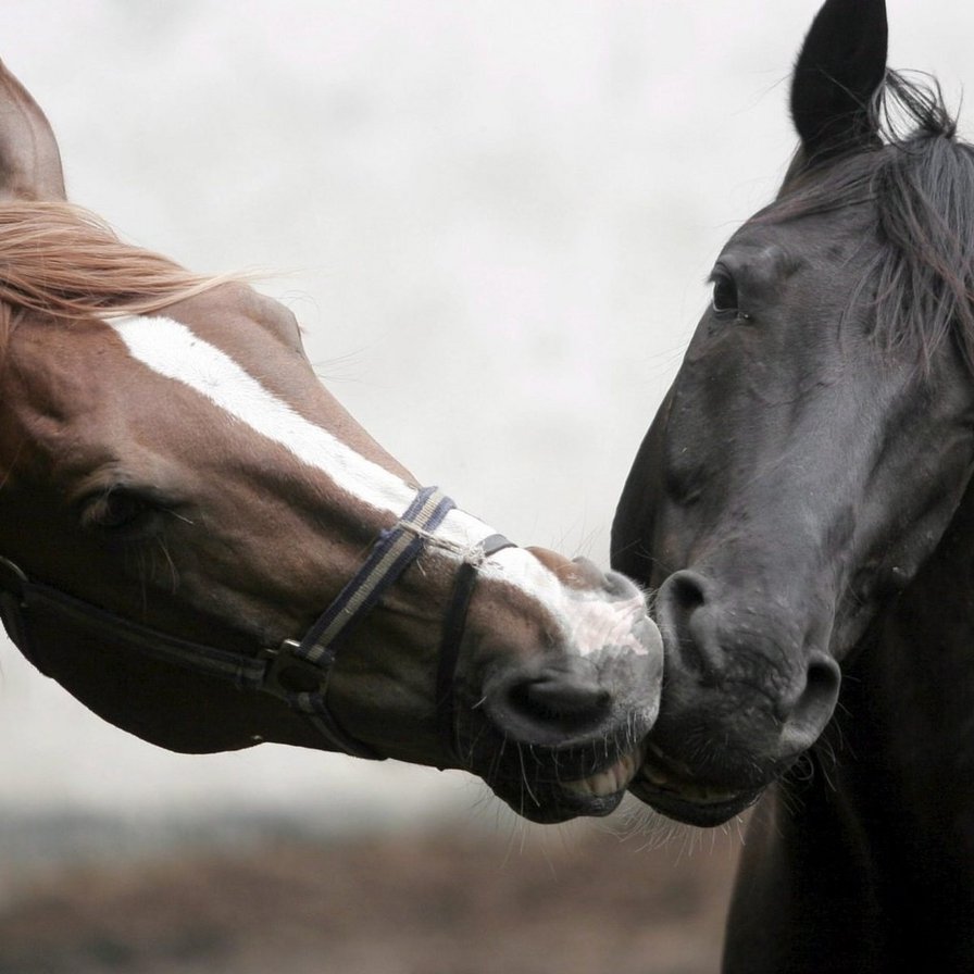 Поцелуй - лошади, животные - оригинал