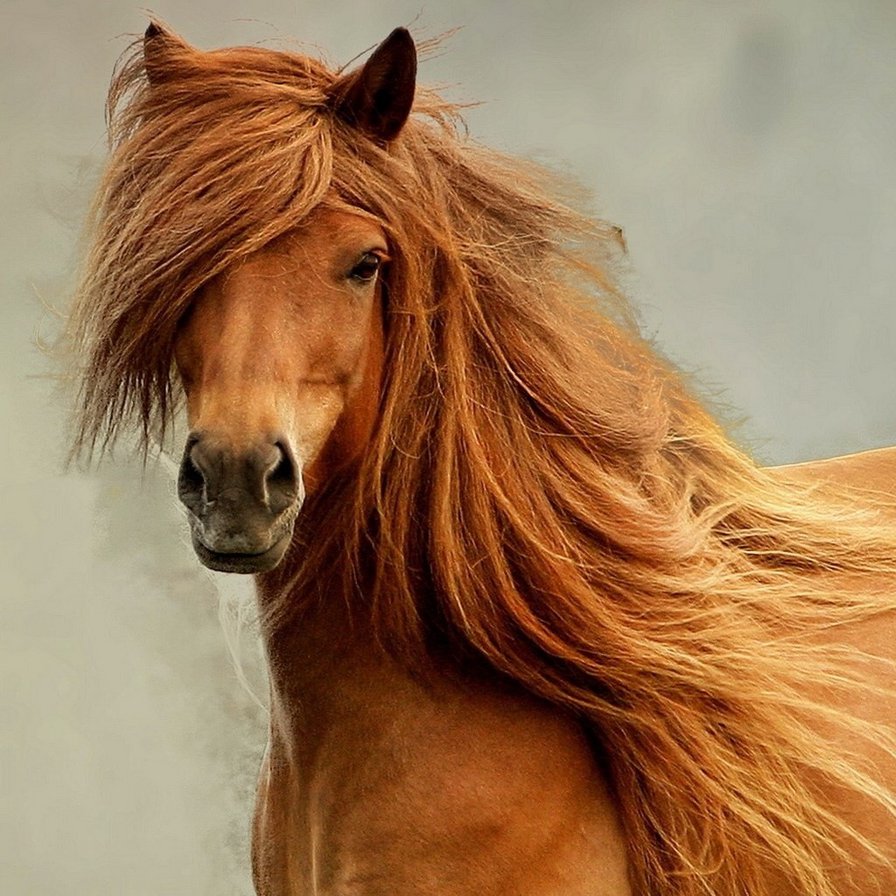 Стильная прическа - лошадь, животные - оригинал
