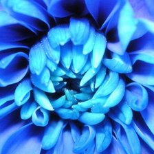 Схема вышивки «хризантема»