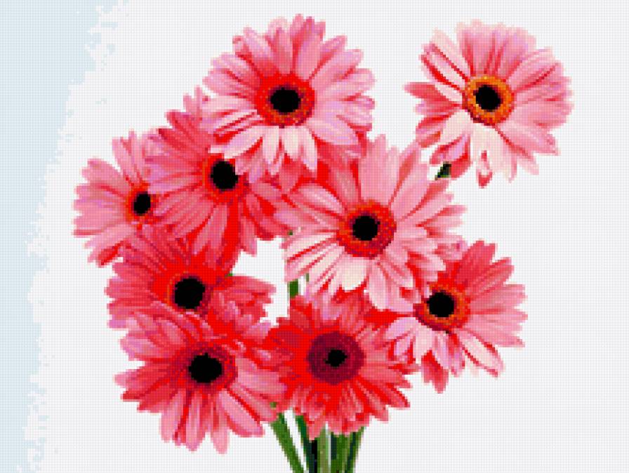 герберы - цветы.гербера - предпросмотр