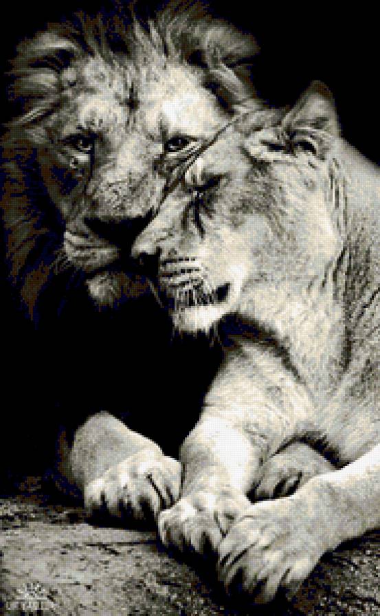 львы - предпросмотр