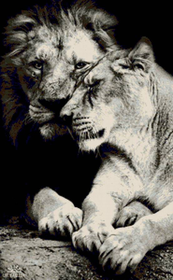 львы 2 - предпросмотр