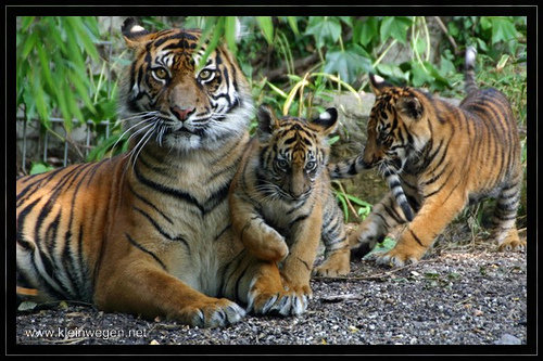 семья - животные, семья животных, мамина забота - оригинал