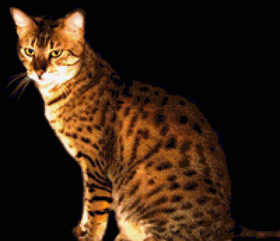 Египетский мау - кошки - предпросмотр