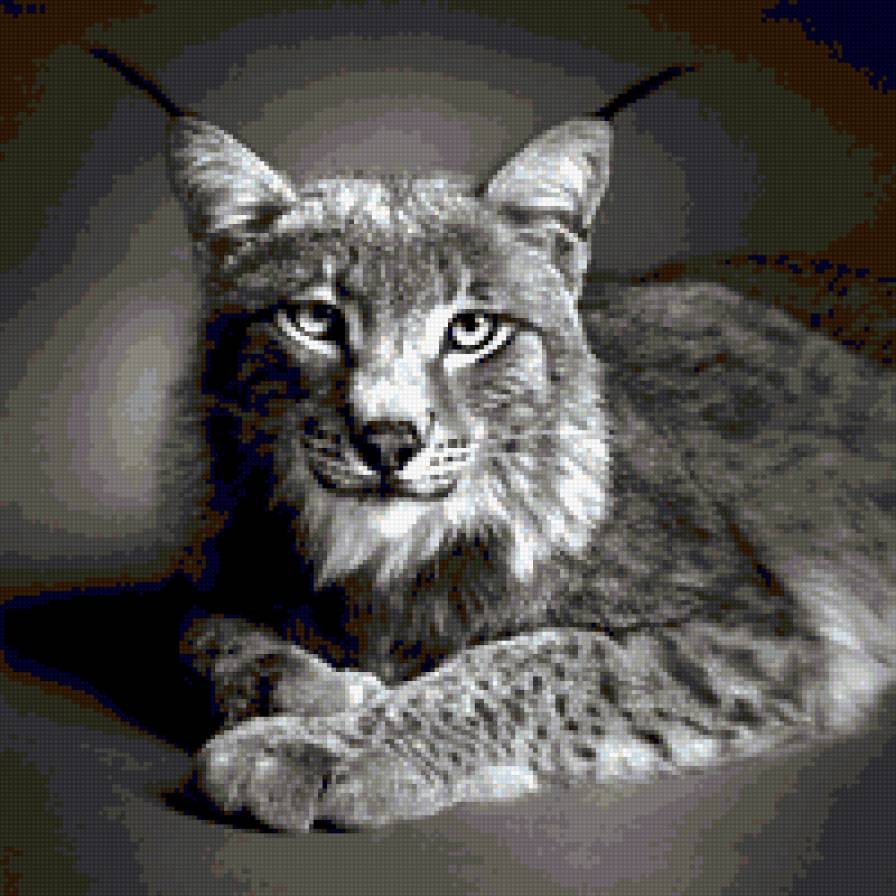 рысь ч/б - большие кошки - предпросмотр