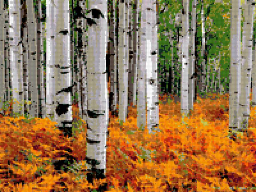 Осенний этюд - березы, лес, пейзаж, осень - предпросмотр