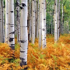 Схема вышивки «Осенний этюд»