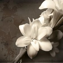 Схема вышивки «Белый цветок»