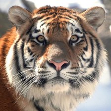 Схема вышивки «Тигр»