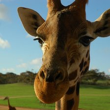 Схема вышивки «Жирафик»