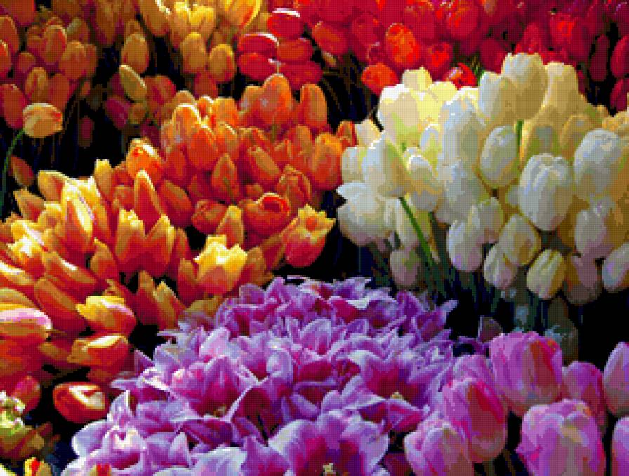 Цветочная палитра - цветы, тюльпаны - предпросмотр