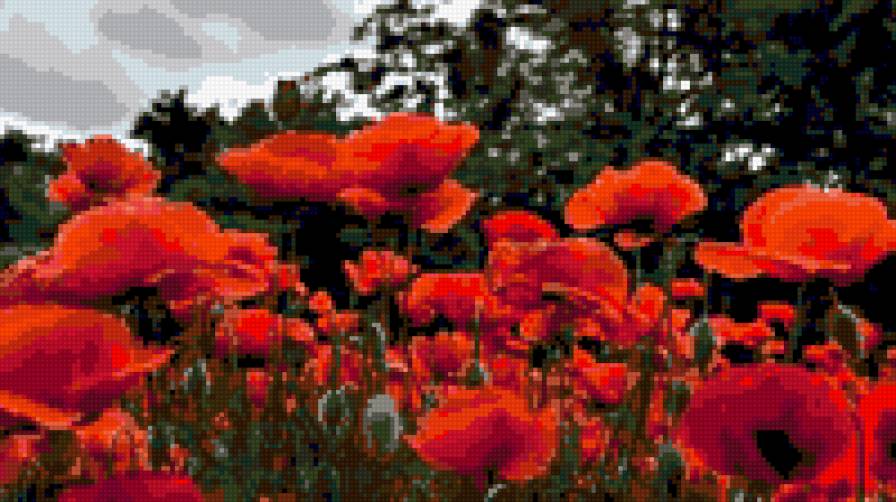 маки - цветы, маки - предпросмотр