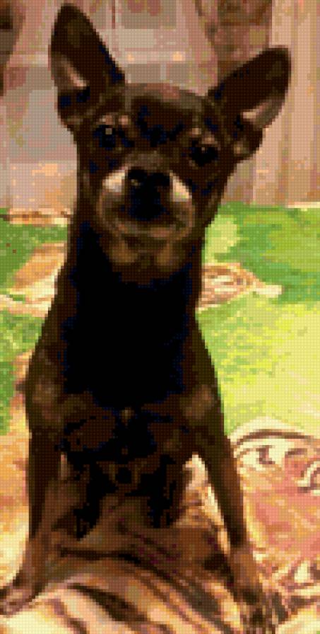 той терьер - предпросмотр