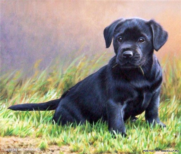 щенок - оригинал