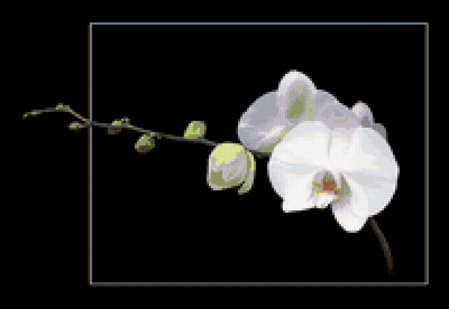 Орхидея - цветы - предпросмотр