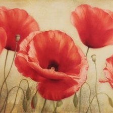 Схема вышивки «маки»