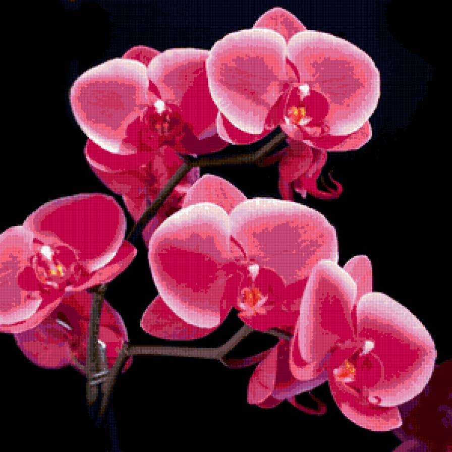 орхидея - цветы - предпросмотр