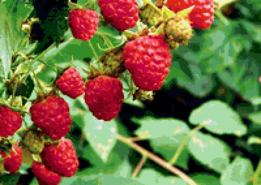 малина - малина - предпросмотр