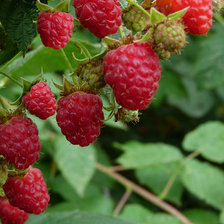 Схема вышивки «малина»