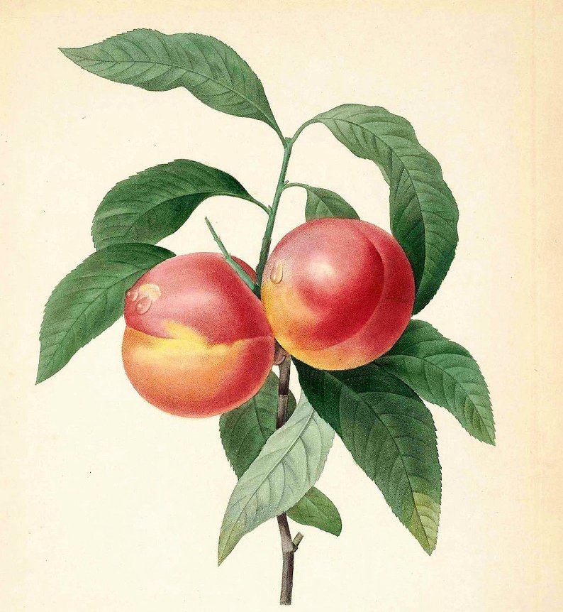 сочный персик - оригинал