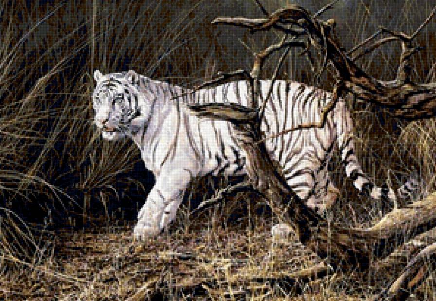 Белый тигр - хищники, природа, тигры - предпросмотр