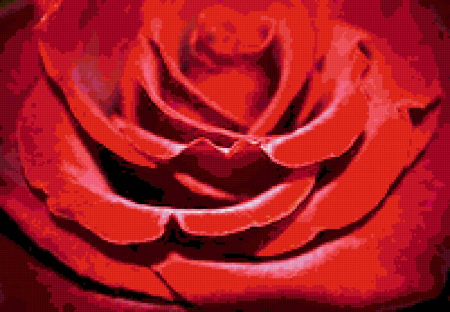 роза - цветы, красное, розы - предпросмотр