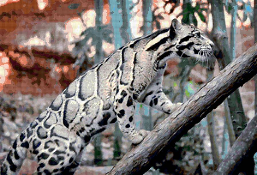 Леопард - леопард, животные, кот, кошка - предпросмотр